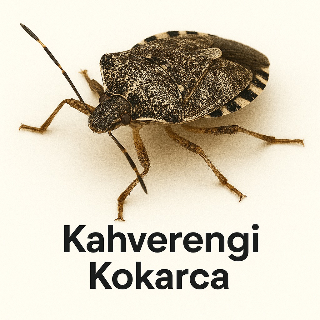 Kahverengi Kokarca