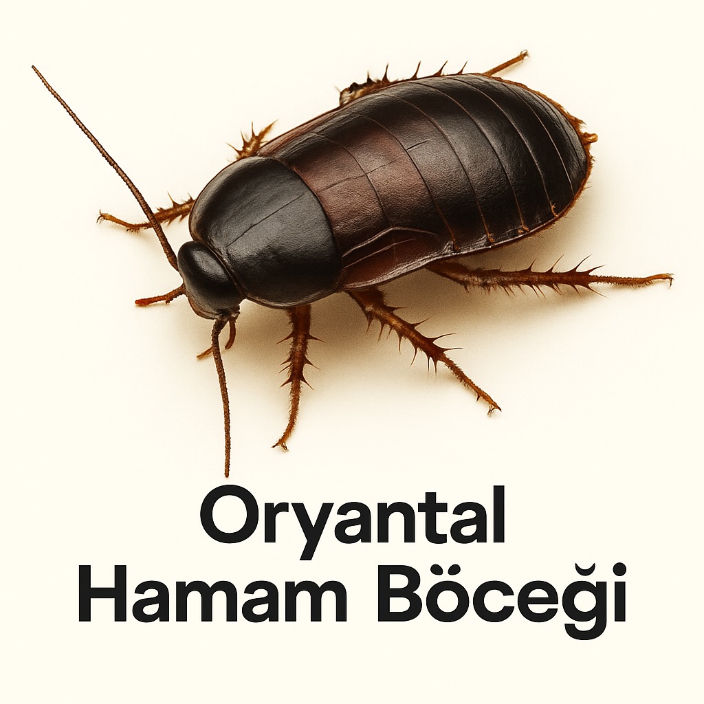 Oryantal Hamam Böceği